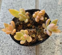 多肉植物 8 銘月(抜き苗) - メルカリ