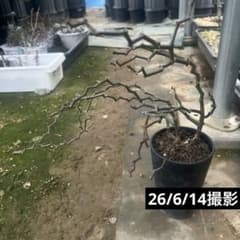 デカリア マダガスカリエンシス 挿し木発根済株 鉢ごと発送 - メルカリ