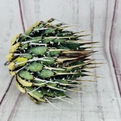 789 アガベ ユタエンシス エボリスピナ 丸型 - メルカリ