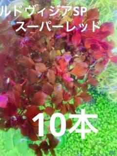 ルドヴィジア　スーパーレッド　10本のサムネイル