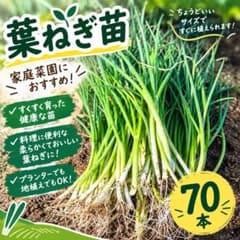 葉ねぎ苗 70本 家庭菜園にのサムネイル