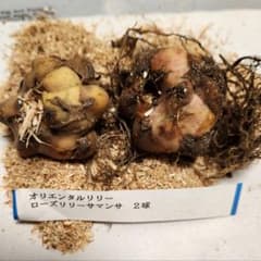 オリエンタルリリー ローズリリーサマンサ 2球のサムネイル