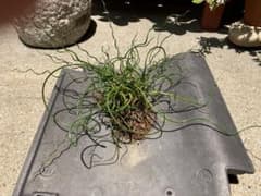 【サービス品】《地植え掘り上げ株》くるくる育つ水生植物『螺旋藺』ラセンイ　2年超のサムネイル