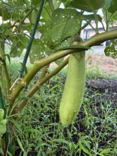 茄子ピーマン、山口県の野菜詰め合わせのサムネイル