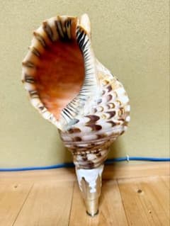 法螺貝36㎝ 修験道 山伏 魔除け 熊よけ ほら貝 ホラガイ - メルカリ