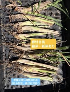 レモングラス根付き苗 料理用200 本オマケ5本 レモングラス苗10本 - メルカリ