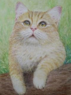 春よ来い』猫の色鉛筆画A4原画 - メルカリ