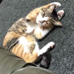 ピクシー様  専用        ⭐️  ザ  ノース  フェイス   ⭐️のサムネイル