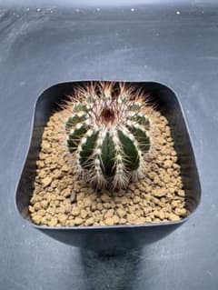 プセウドペクチニフェラ　ユーベルマニア　サボテン　国内繁殖株　実生のサムネイル