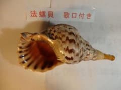 法螺貝 約38㎝ 木製歌口,新品 MH-462 法螺貝 約35㎝ 木製歌口,新品 MH-456 法螺貝 約35㎝ 木製歌口,新品 MH