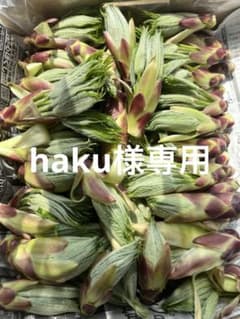 北海道産天然ハリギリ。600g。希少山菜。新鮮。美味。天ぷら最高。haku様専用のサムネイル