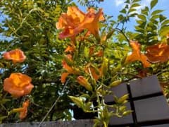 凌霄花 ノウゼンカズラ オレンジ色の花2株のサムネイル