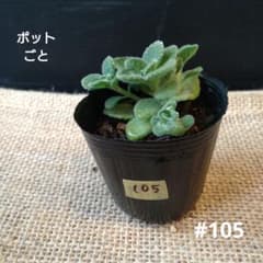 苗】アロマティカス ポットごと 1苗 根付き苗 #105 - メルカリ