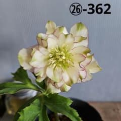 謙信様ご購入苗㉖-362クリスマスローズ - メルカリ