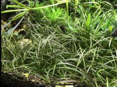 エキノドルス テネルス 50株のサムネイル