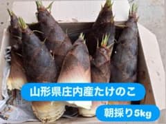 山形県庄内産 朝採りたけのこ 5kg　孟宗竹