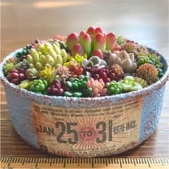 このまま発送 スモーキーブルーリメ缶 多肉植物寄せ植えのサムネイル