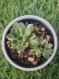 多肉植物】アエオニウム 愛染錦 2株 抜き苗 b4 - メルカリ