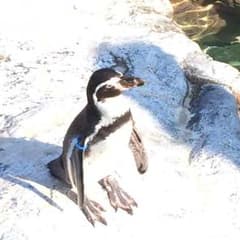 まさ⚠️様専用のサムネイル