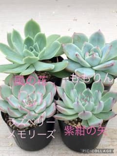 多肉植物 ミックスベリア♡抜き苗セット - メルカリ