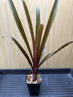 #7 Billbergia 'Hallelujah'Hybrid 子株のサムネイル