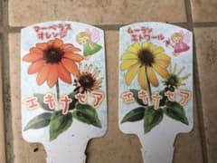 みき様専用   エキナセア苗 2個セットのサムネイル