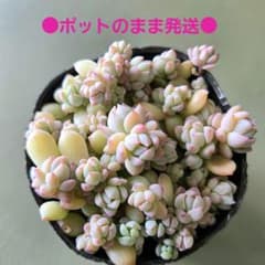 多肉植物♡ダーリーサンシャイン～ちび苗達～♡ポットごと発送のお値段^^③ 多肉植物♡ダーリーサンシャイン～ちび苗達～♡ポットごと発送のお値段