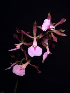 洋蘭 洋ラン 原種 カトレア Encyclia cordigera 大株開花中 洋蘭 洋ラン 原種 カトレア Encyclia cordigera 開花株 - メルカリ