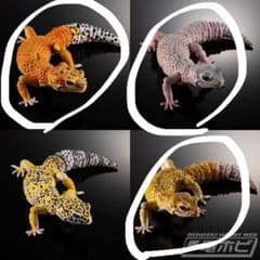 いきもの大図鑑アドバンス　ヒョウモントカゲモドキ　3種セットのサムネイル