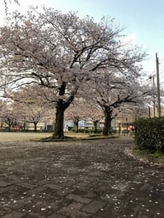 しぃちゃん専用のサムネイル