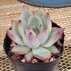 森*ん様 多肉植物 中里リンゼアナ 実生苗のサムネイル