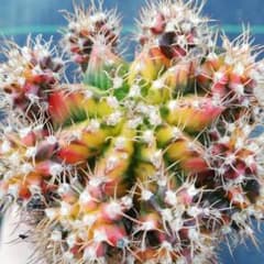 緋牡丹錦 大大大家族のサムネイル