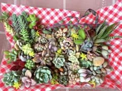 多肉植物　カット苗　詰め合わせのサムネイル
