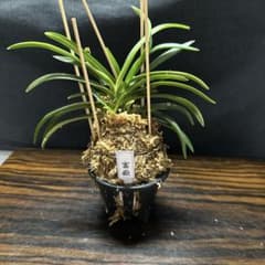 風蘭 富貴蘭 富嶽 花芽付き 3 - メルカリ