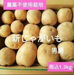 【農薬不使用】掘りたて✨新じゃがいも⭐️男爵いも⭐️箱込1.3kg以上のサムネイル