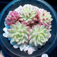 新入荷　レア新品種　センペルビウム錦　(5つ)セット　多肉植物 新入荷 レア新品種 センペルビウム錦 (5つ)セット 多肉植物 - メルカリ