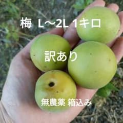 青梅 1kg 訳あり 無農薬 箱込み L〜2Lサイズ - メルカリ