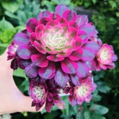 紅銅壷白錦 群生 5頭 アエオニウム 多肉植物 - メルカリ