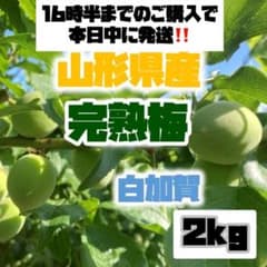 本日収穫・発送‼️【山形県産】 完熟梅 白加賀2kg 無農薬 M・Lサイズ