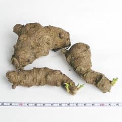 【現物】 オカワカメ（おかわかめ、雲南百薬）の大きい種芋（むかご） (52)のサムネイル