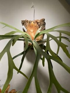 P.willinckii Moonlight(PN) OC ビカクシダ - メルカリ