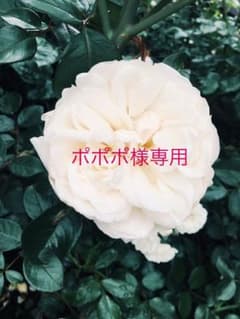 ポポポ様専用のサムネイル
