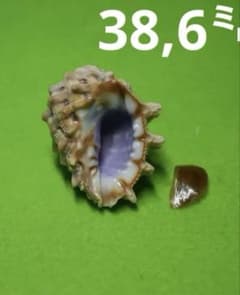 貝殻標本(沖縄の青い海の宝) ヒロクチイガレイシ蓋付 大 - メルカリ