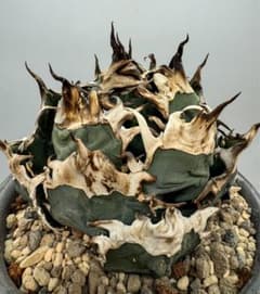 h2952多肉植物 アガベ チタノタ 逆刺 陽炎強棘 極上棘 超優良血統子株