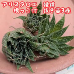 アリスタロエ　綾錦　☆　根っこ付抜き苗　3株のサムネイル