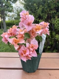 八重咲　ブーゲンビリア　花付き　オレンジ色のサムネイル