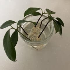ガジュマル　さし木　発根済のサムネイル