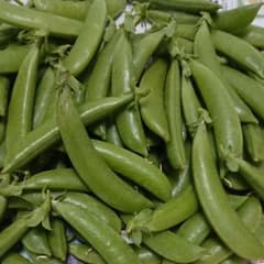 ①スナップエンドウ 500g 無農薬栽培のサムネイル