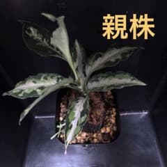 3  アグラオネマ　ラプラスのサムネイル