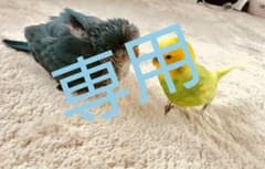 専用です。のサムネイル